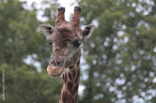 girafes photo