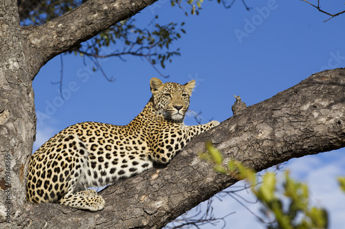 Leopard auf einem Baum