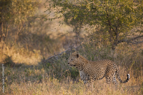 Leopard auf der Jagd