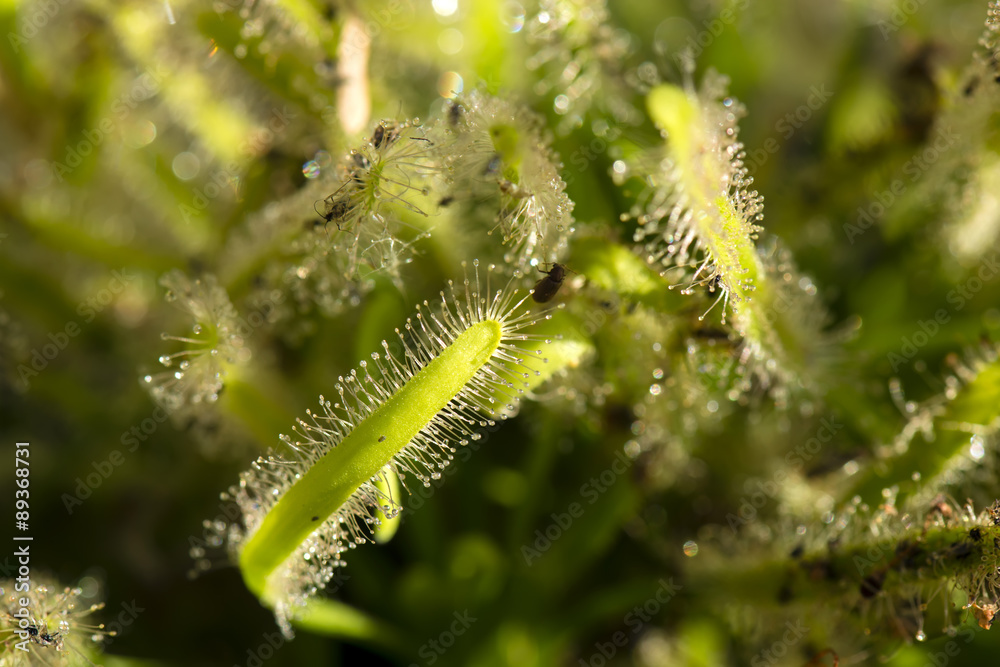 sundew with snapping insects