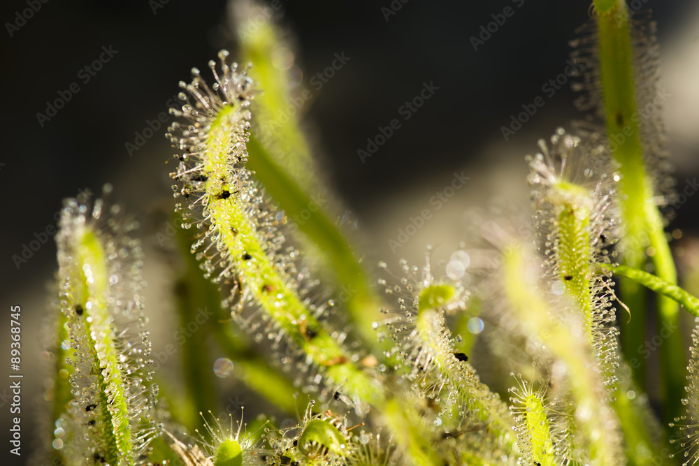Fototapeta premium sundew with snapping insects