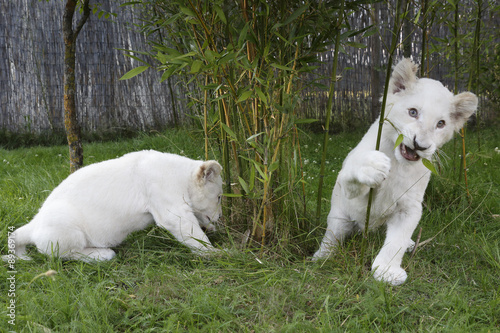 Junge weiße Löwen spielen © aussieanouk