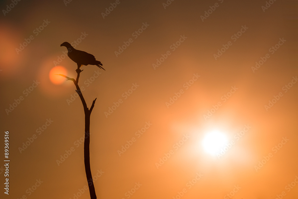 Adler vor Sonnenuntergan
