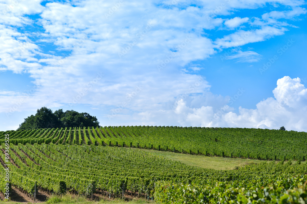 Vineyard Sunrise - Landscape-Bordeaux Vineyard