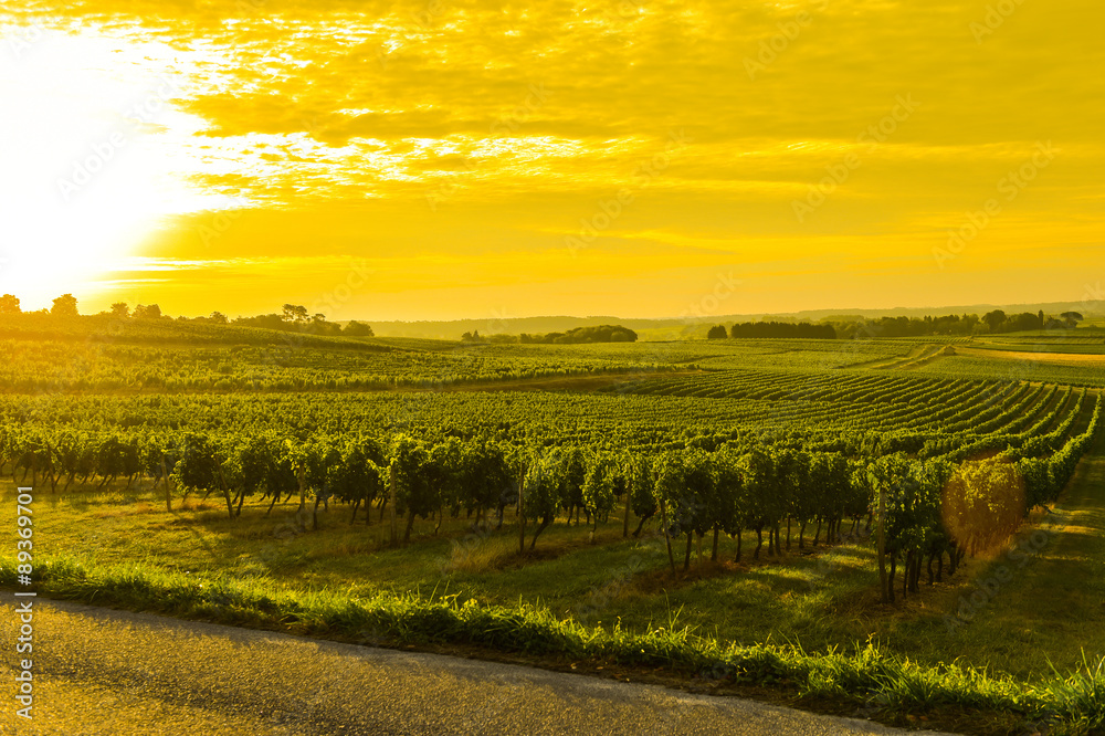 Vineyard Sunrise - Landscape-Bordeaux Vineyard
