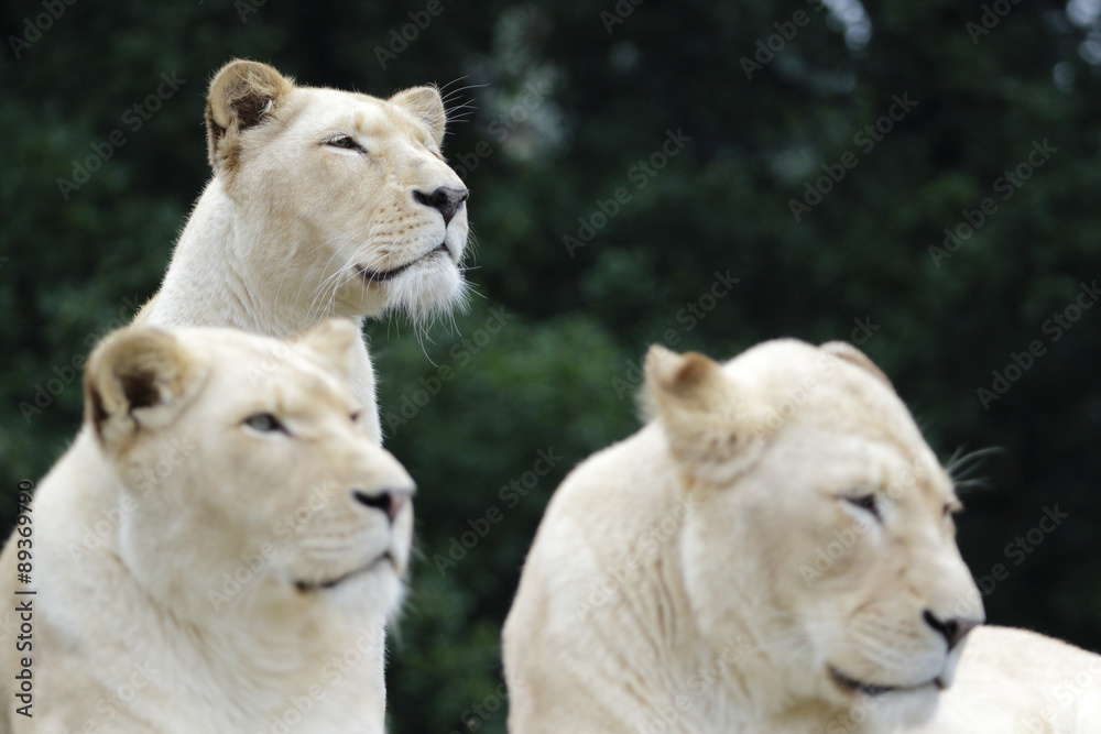 Weiße Löwinnen ruhen sich aus