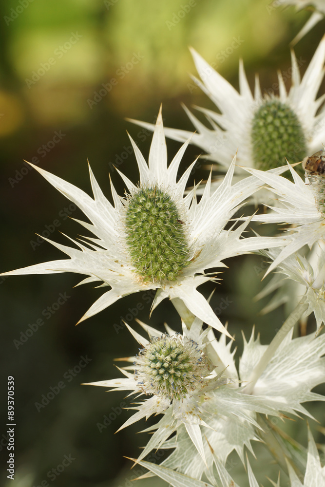 Alpine Sea Holly, queen of the Alps, alpine eryngo, Eryngium alpinum Alpine Sea Holly, queen of the Alps, alpine eryngo, Eryngium alpinum
