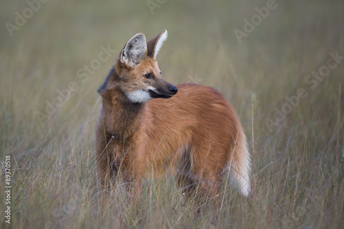 Mähnenwolf auf Beutesuche photo