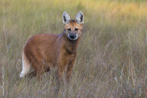 Mähnenwolf im Grasland photo