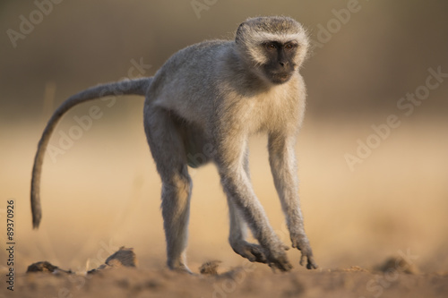 Grüne Meerkatze durchquert die Savanne