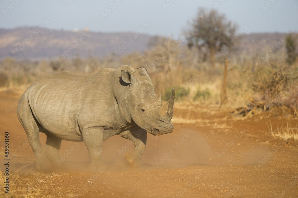 Fototapeta premium Breitmaulnashorn in Angriffsposition