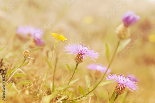 Blurry Flower for Background © mylisa