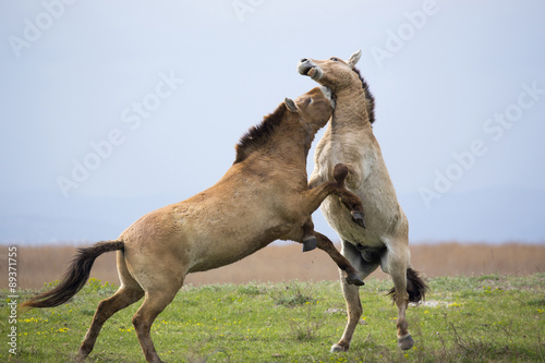 Przewalski-Pferde kämpfen miteinander