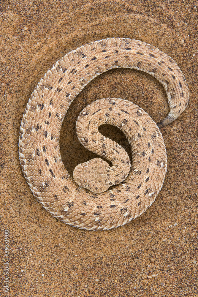 Fototapeta premium Zwergpuffotter rollt sich zusammen