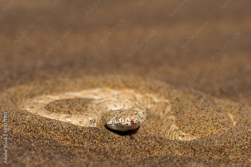 Zwergpuffotter hat sich fast im Sand eingebuddelt StockFoto Adobe Stock