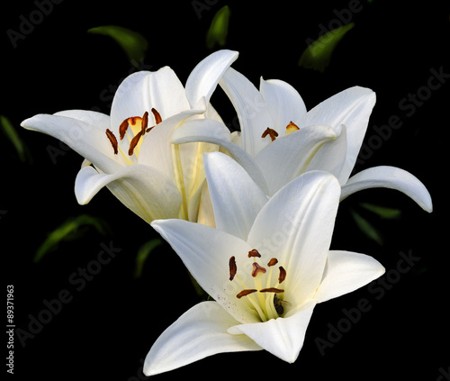 Fototapeta Naklejka Na Ścianę i Meble -  Three flowers of a white lily