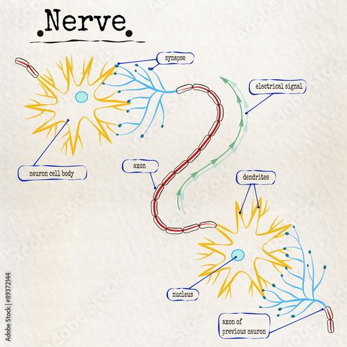structure of the human nerve