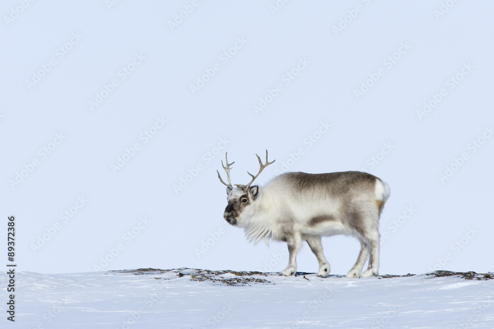 Rentier frisst Flechten unter dem Schnee Rentier frisst Flechten unter dem Schnee