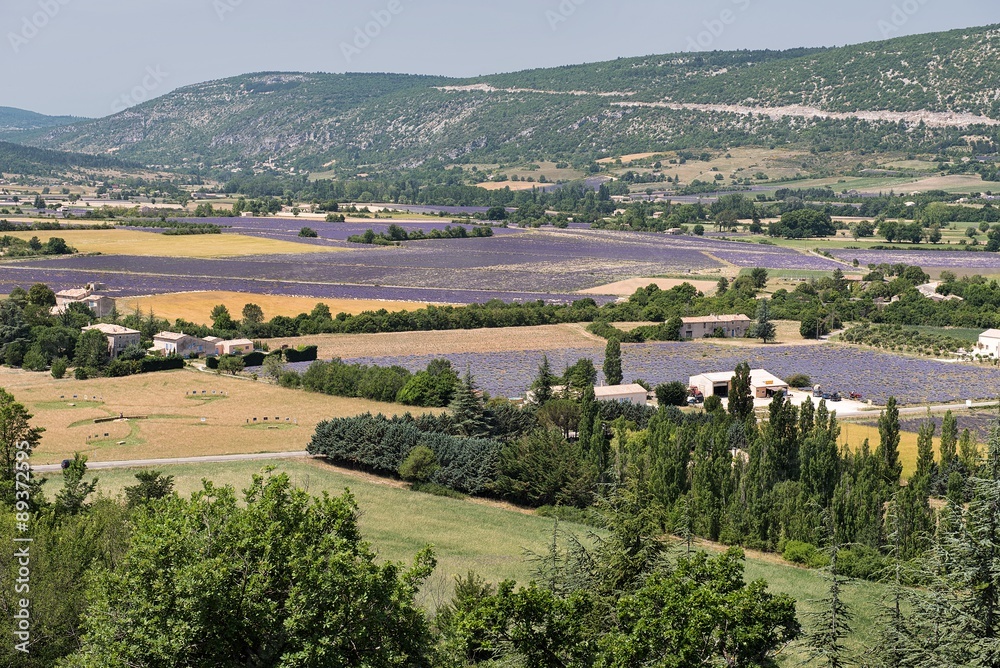 Lavendelfelder bei Sault (Vaucluse) in der Provence