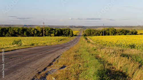 Road between fields of sunflowers