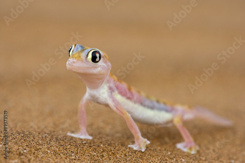 Namibgecko im Wüstensand
