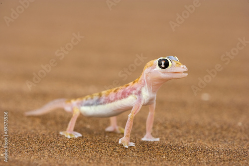 Namibgecko in der Wüste