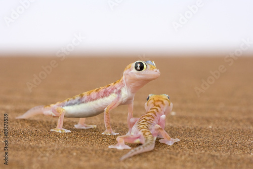 Namibgeckos