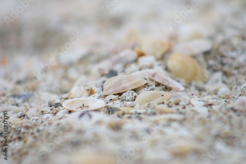 caminito de conchas y arena