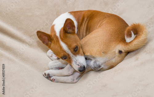 Cute basenji resting in its favorite pose thinking it is in hole somewhere in Africa © Yuri Kravchenko
