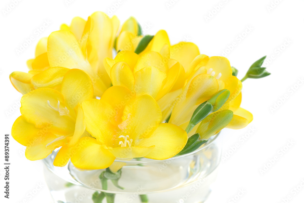 Yellow Freesia in Bloom