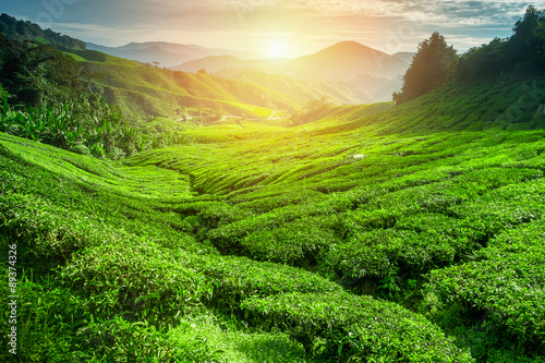 Tableau sur toile Tea plantation lanscape