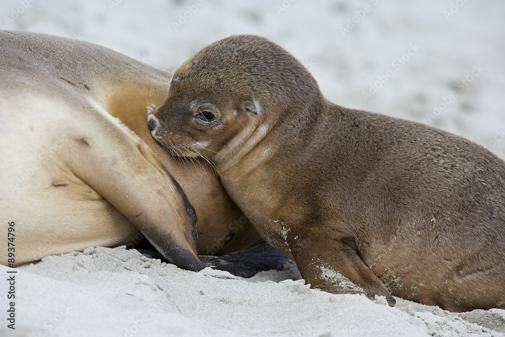 Fototapeta premium Junge Seelöwe säugt bei der Mutter