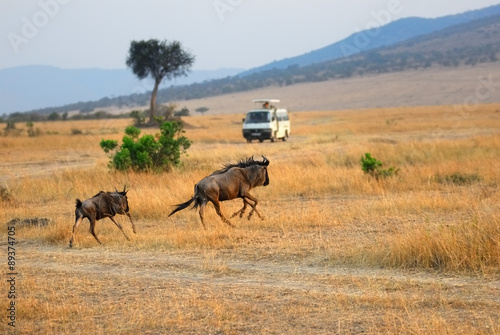 Masai Mara, Kenya © Oleg Znamenskiy