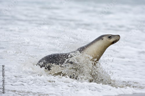 Seelöwe kommt aus dem Meer © aussieanouk