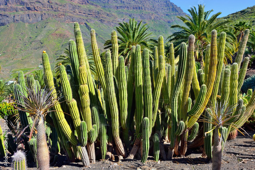 Cactus garden