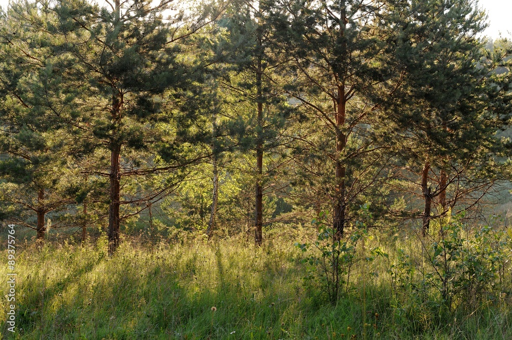 Young pines in morning light