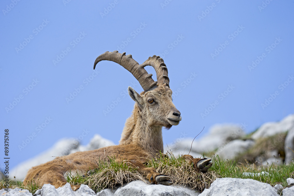 Alpensteinbock ruht sich aus