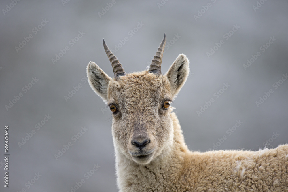 Junger Alpensteinbock Porträt Junger Alpensteinbock Porträt
