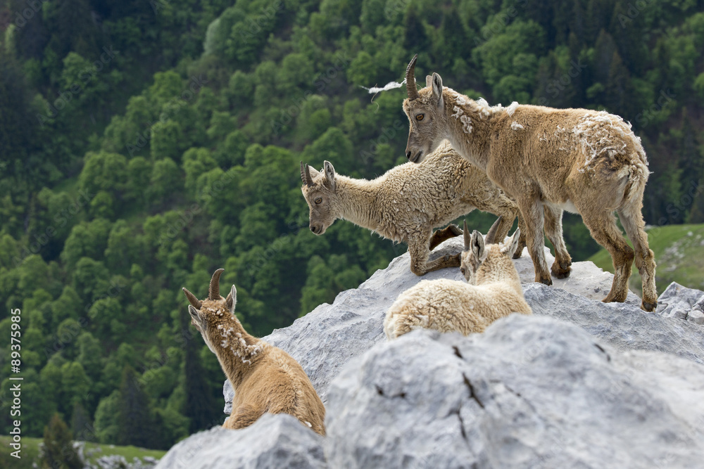 Alpensteinböcke auf einem Felssprung Alpensteinböcke auf einem Felssprung