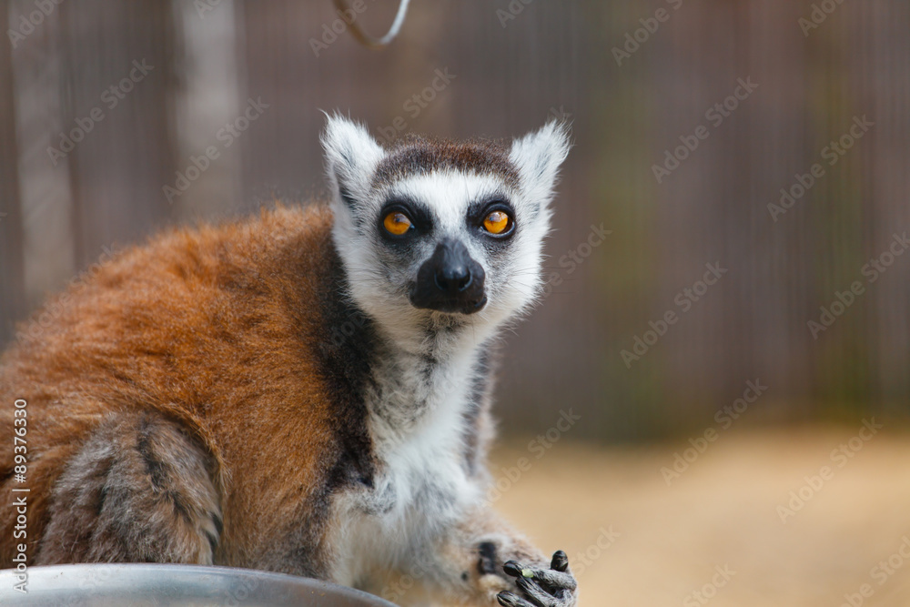 Obraz premium Portrait of a lemur.