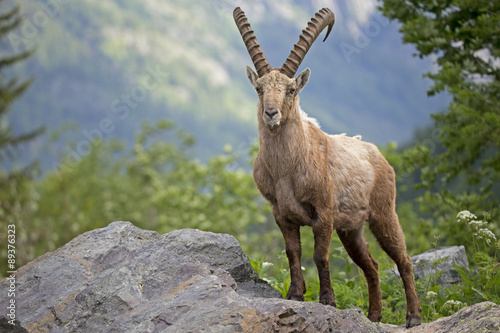 Alpensteinbock auf Nahrungssuche