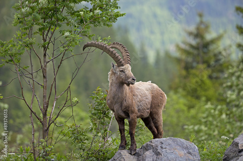 Alpensteinbock steht auf einem Felsen