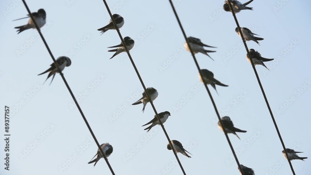 Mehlschwalbe, Delichon urbicum, Common house martin