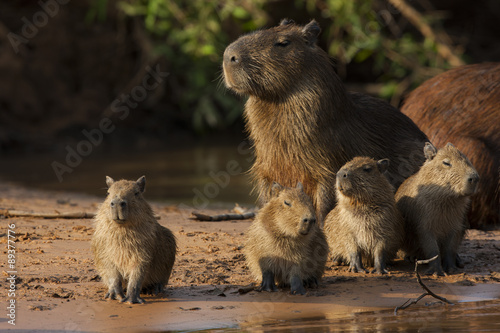 Capybara mit Jungen am Fluß photo