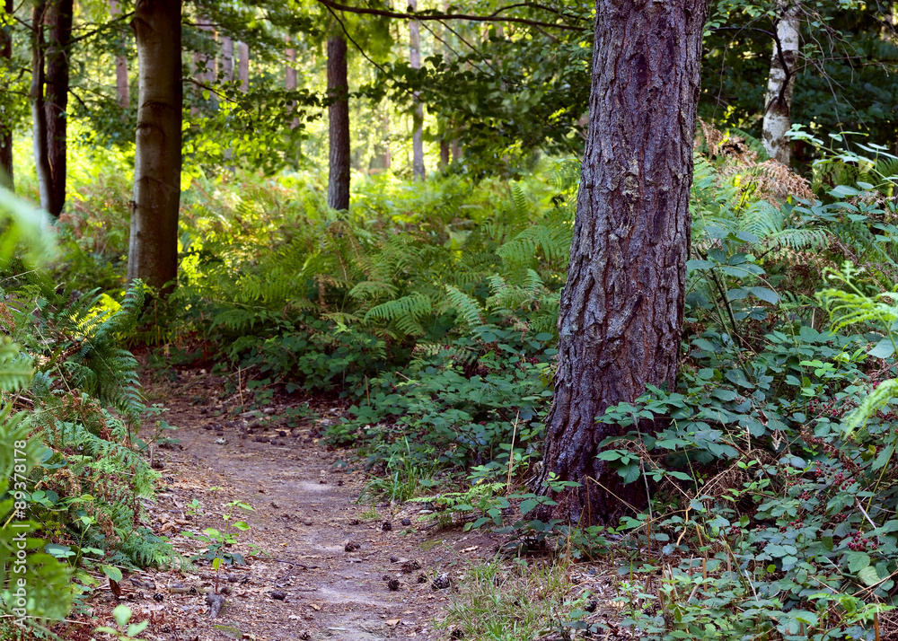 Obraz premium Footpath