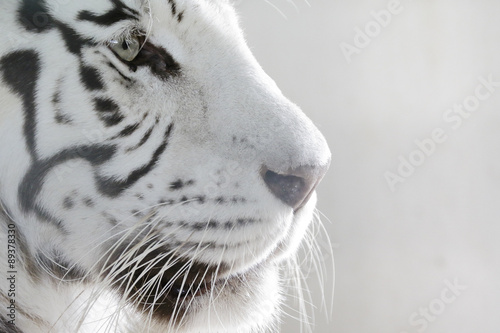 portret-bialego-tygrysa