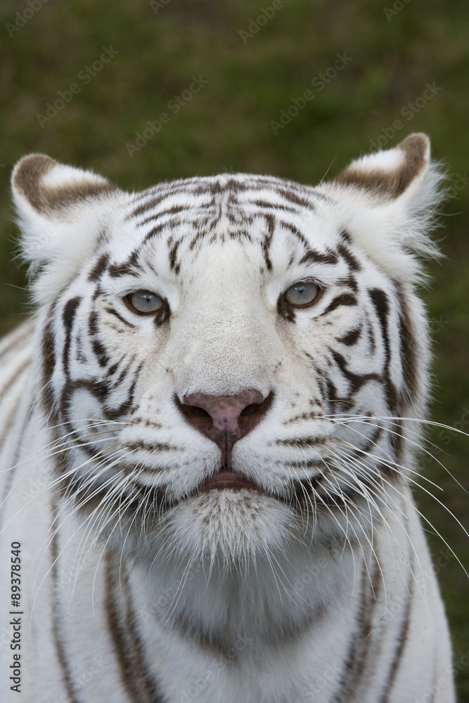 Weiße Tigerin Weiße Tigerin