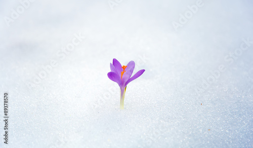 Fototapeta Naklejka Na Ścianę i Meble -  crocuses in snow, purple spring flower .