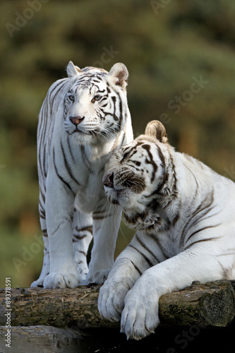 Wei  e Tiger kuscheln miteinander