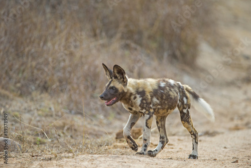 Junger Afrikanischer Wildhund